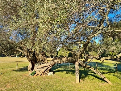 Souostroví Brijuni - 1600 let starý olivovník na ostrově Veliki Brijun 